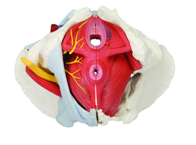 Anatomical Model - female pelvis, 6-part with ligaments - US MED REHAB