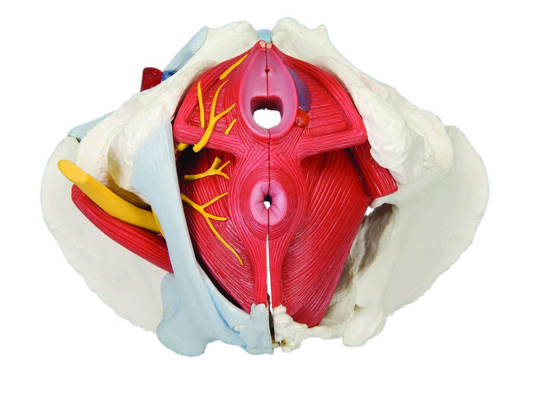 Anatomical Model - female pelvis, 6-part with ligaments - US MED REHAB